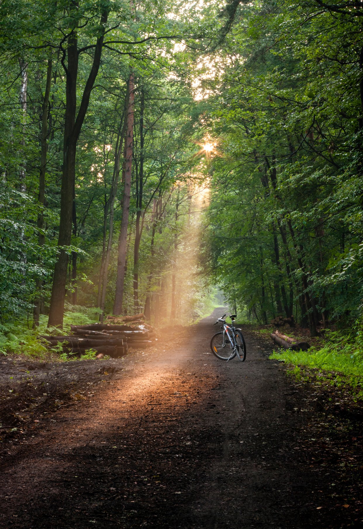 bike in the forest